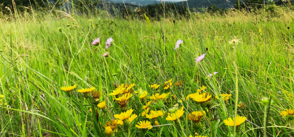 Red Danube Story - exclusive Danube tour on history and wine